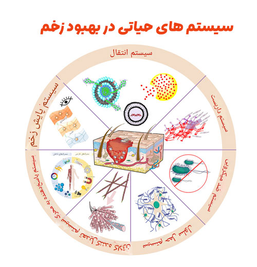 سیستم های  تأثیر گذار بر سرعت بهبودی زخم سیستم های  تأثیر گذار بر سرعت بهبودی زخم